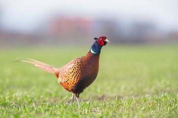 Fototapeta premium Piękny ubarwiony samiec bażanta (Phasianus colchicus)
