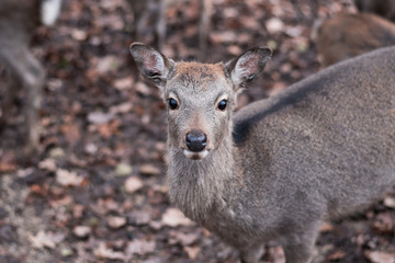 sika deer on autumnal leaves