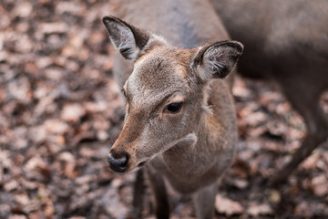 sika deer on autumnal leaves