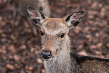 sika deer on autumnal leaves