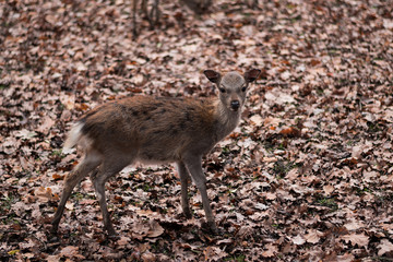 Fototapeta premium sika deer