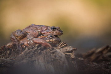 Rana temporaria - European common frog