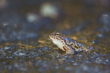 Common frog Rana temporaria