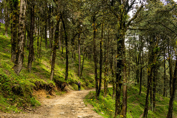A forest trail, Jalori Pass, Tirthan Valley, Himachal Pradesh, India
