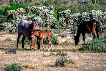 Wild Horses of Salt River Arizona