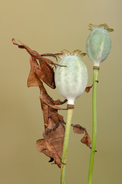 Ghost Mantis (Phyllocrania paradoxa) showing leaf like camouflage