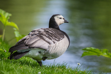 Wild Bird Barnacle Goose Branta Leucopsis