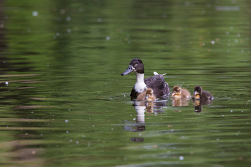Mother duck with her ducklings