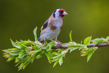 European Goldfinch (Carduelis carduelis)