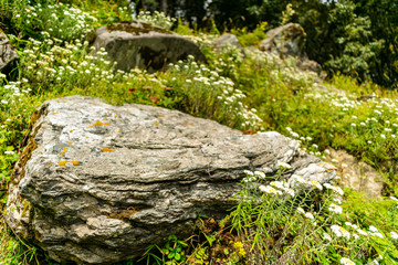 Fototapeta na wymiar Wild white flowers, Tirthan Valley