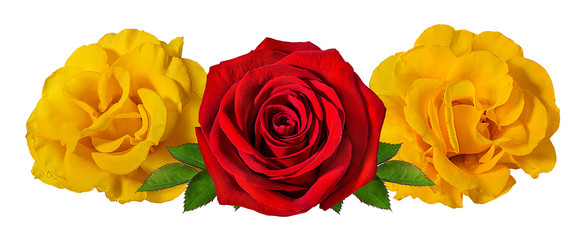 Fresh beautiful roses isolated on white background with clipping path