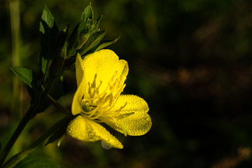 fleur jaune - onagre