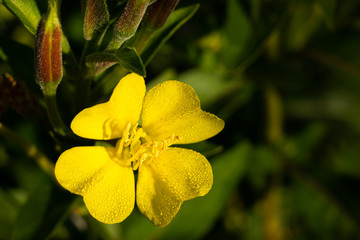 fleur jaune - onagre