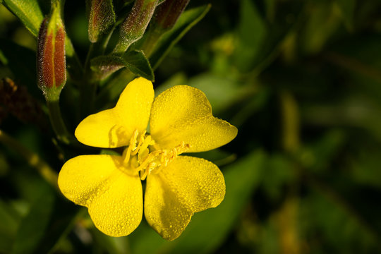fleur jaune - onagre