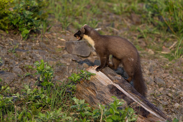 European Pine Marten (Martes martes) in the forest
