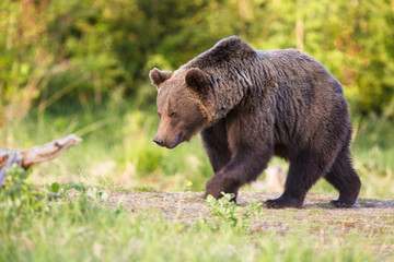 Naklejka na ściany i meble Brown bear (Ursus arctos) in the forest