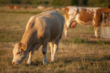 A light brown cow is grazing on a pasture in the warm evening light on a late summer’s day.