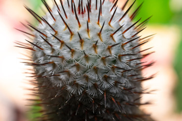 Naklejka na ściany i meble Macro shot of Cactus thorns
