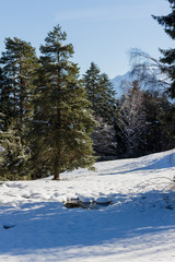 A snowy tree in winter