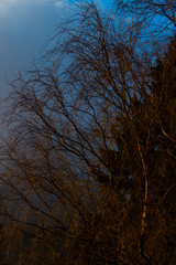 A snowy tree in winter