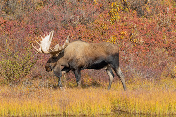 Alaks Yukon Bull Moose in Autumn 