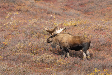 Alaks Yukon Bull Moose in Autumn 