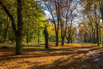 autumn alley in the park with colorful leaves