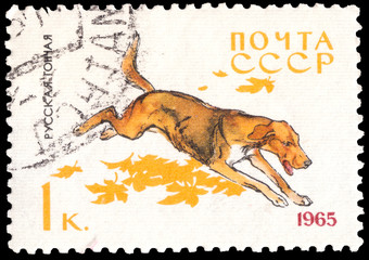 Postage stamp printed in Soviet Union and part of a series depicting dogs in Soviet Union