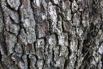 tree bark