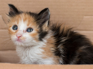 kitten in a box
