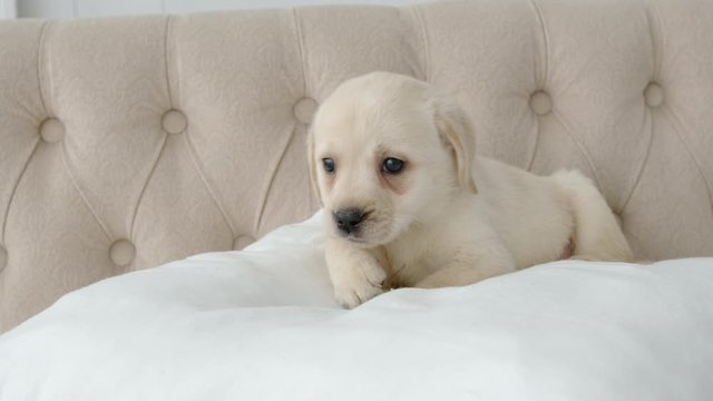 Cute labrador puppy lies on a pillow on a sofa