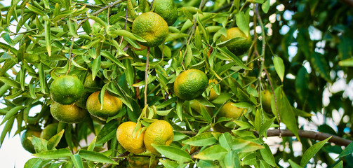 Tangerine tree with green fruit
