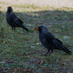 Western jackdaw beak filled with bread crumbs