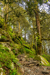 Fototapeta premium A forest trail, Jalori Pass, Tirthan Valley, Himachal Pradesh, India