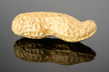 Peanut on glossy grey surface with reflection. Ripe whole real peanut macro close-up, high resolution full depth of field.