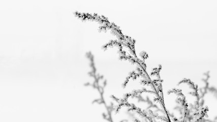 Black and white twig with snowflakes