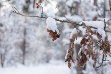 Red mountain ash twig under snow