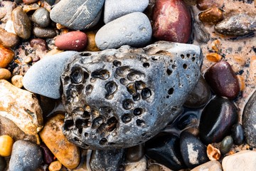 sea shells on the beach