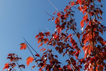red autumn leaves on branches against blue sky 