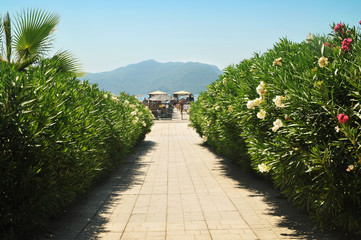  Beautiful alley of bushes against mountains with sky