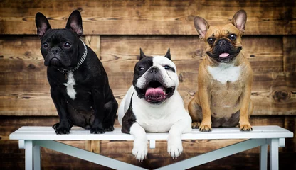 Küchenrückwand glas motiv Tieren Gruppe von Hunden züchten zusammen französische Bulldogge