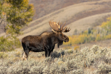Bull Shiras Moose in Autumn in Wyoming