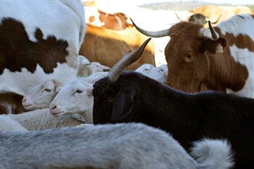 Rebaño de cabras, ovejas y vacas 05