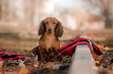 red-haired dachshund long-haired beautiful autumn portrait walk in the park yellow leaves