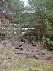 Fototapeta premium Verwildertes Prora