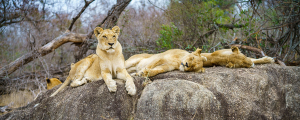 lions posing on a rock in kruger national park, mpumalanga, south africa 120