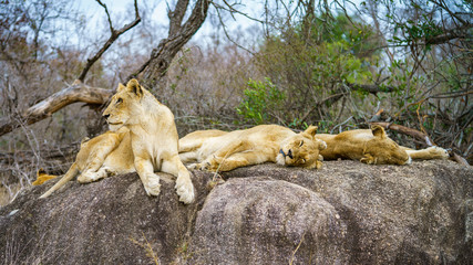 lions posing on a rock in kruger national park, mpumalanga, south africa 130