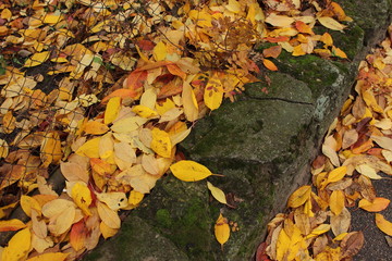 autumn leaves on the ground