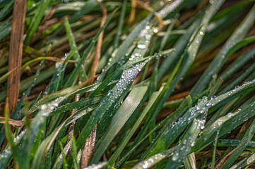 Dew on a leaf of grass