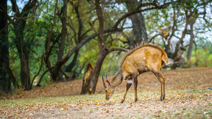 little antelope in kruger national park, mpumalanga, south africa 6
